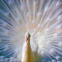 dance of life